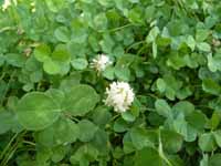 Clover1B