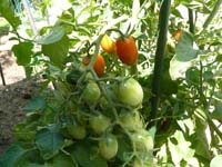 Tomato1B