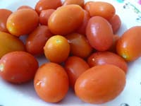 Tomato6B