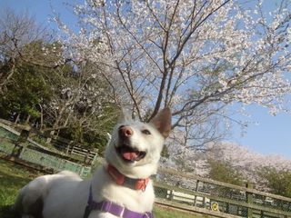 シロ桜