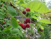 Junberry1