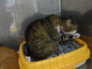 DSC00535 DSC00535