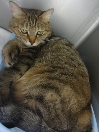 DSC00533 DSC00533