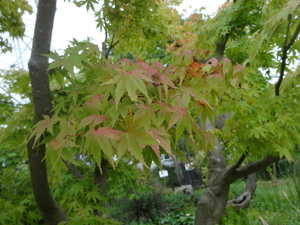 Momiji