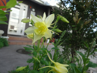 おだまき1 おだまき1