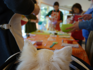 DSC08494 DSC08494