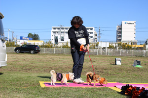 ちゃちゃ丸＆虎之助